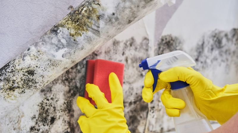 Basement Mold Remediation in Bergen County, NJ
