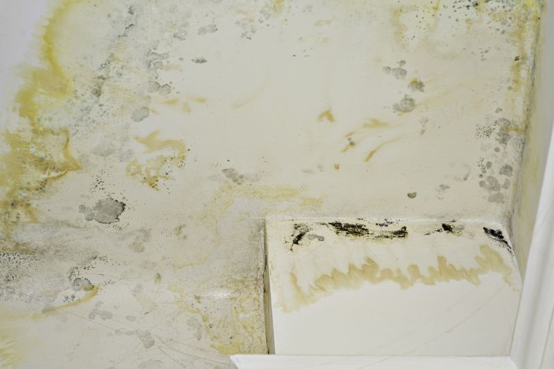 Basement Mold Removal in West Palm Beach, FL