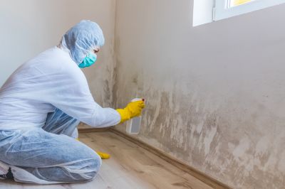 Black Mold Remediation in Broward County, FL
