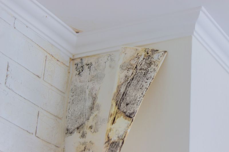 Crawl Space Mold Removal in Boca Raton, FL